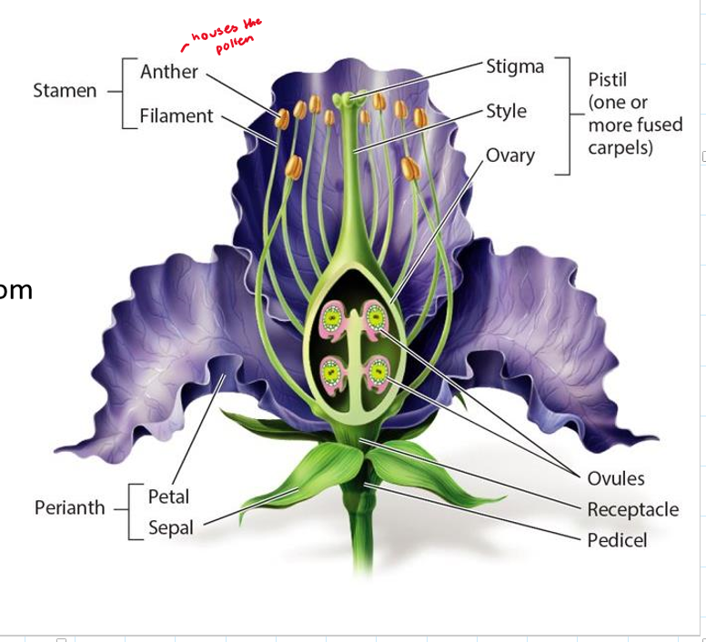 <p>stamen (anther + filament), pistil (stigma + style + ovary), perianth (petal + sepal), ovules, receptacle, and pedicel</p>