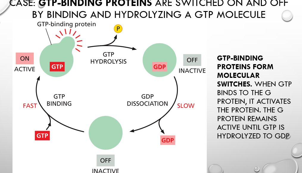 <p><span style="font-family: &quot;Tw Cen MT&quot;;">When GTP binds to the G protein, it activates the protein.&nbsp;The G protein remains active until GTP is hydrolyzed to GDP</span></p>