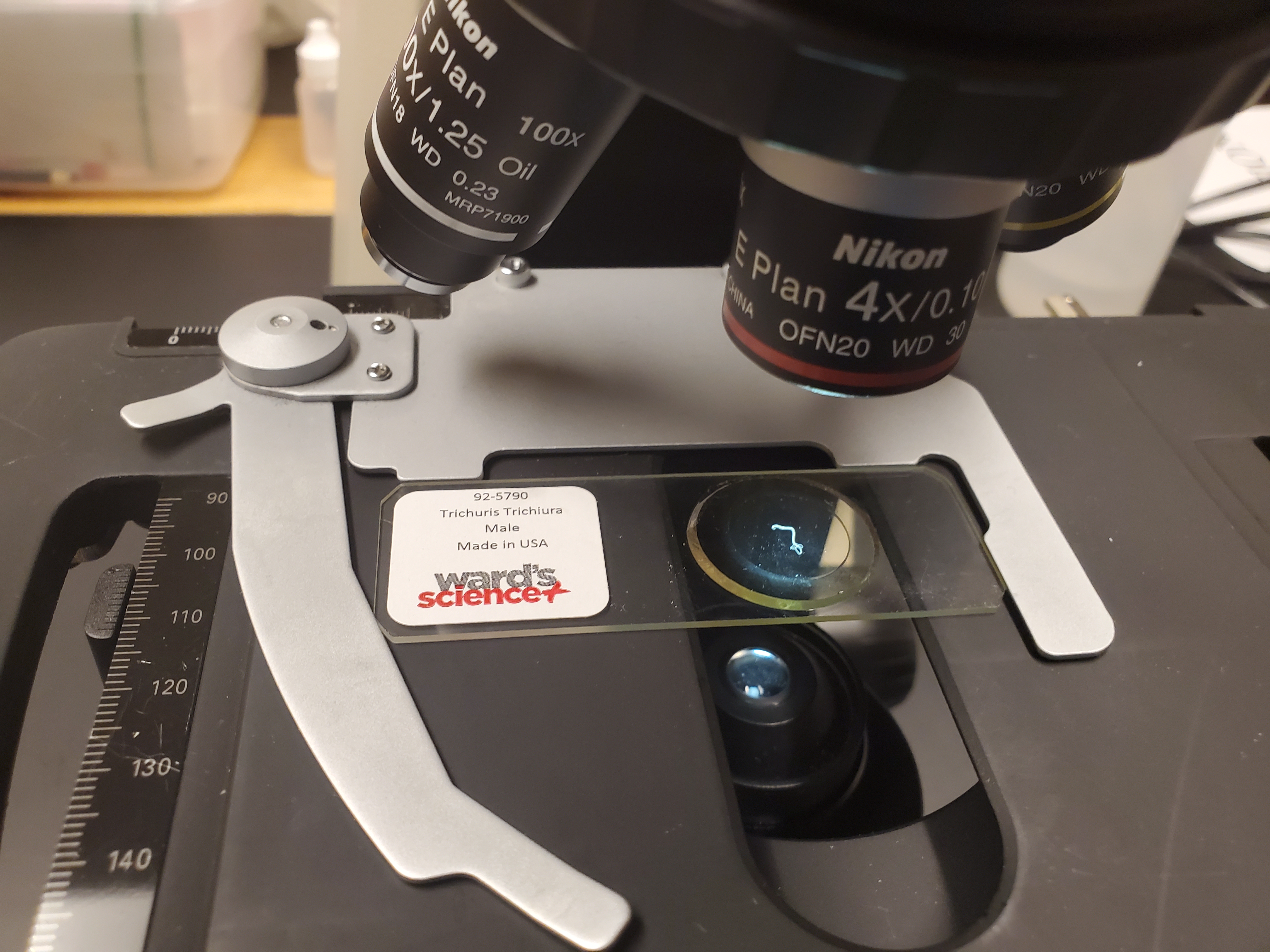 <p>Trichuris Trichiura Male</p>