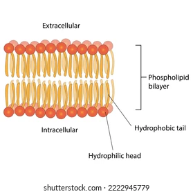 <p>the arrangement of phospholipids in the cell membrane; two layers with the tails facing towards each other</p>