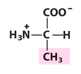 <p>Nonpolar, aliphatic R Groups </p>
