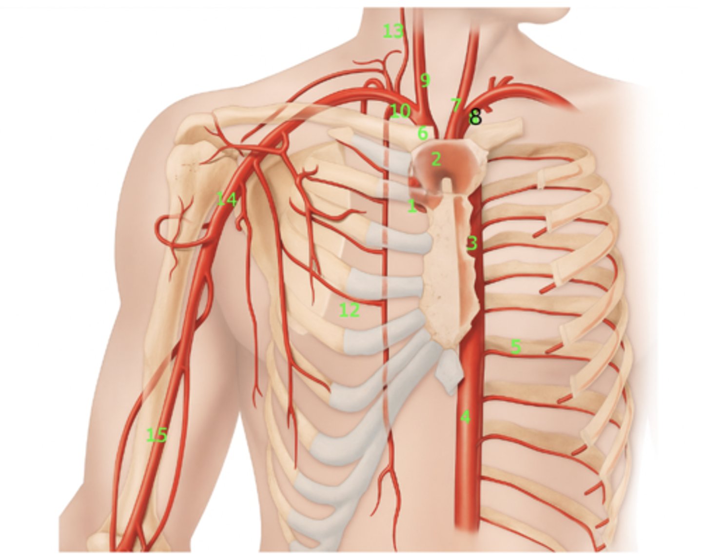 <p>What artery is 4?</p>
