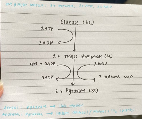 the splitting of the 6-carbon glucose molecule into two 3-carbon pyruvate molecules. in cytoplasm.

glucose is phosphorylated by the addition of 2 phosphate molecules from 2 ATP molecules.
each molecule of phosphorylated glucose is split into two 3-carbon triose phosphate molecules which are oxidised (loses H) to form 2 molecules of pyruvate.
NAD collects the remaining hydrogen ions, forming 2 reduced NAD (used in OP).
2 molecules of ATP are regenerated from ADP (used by cell).

in aerobic respiration, pyruvate goes to the LR. in anaerobic, it is converted into lactate in animals, or ethanol and carbon dioxide in plants.