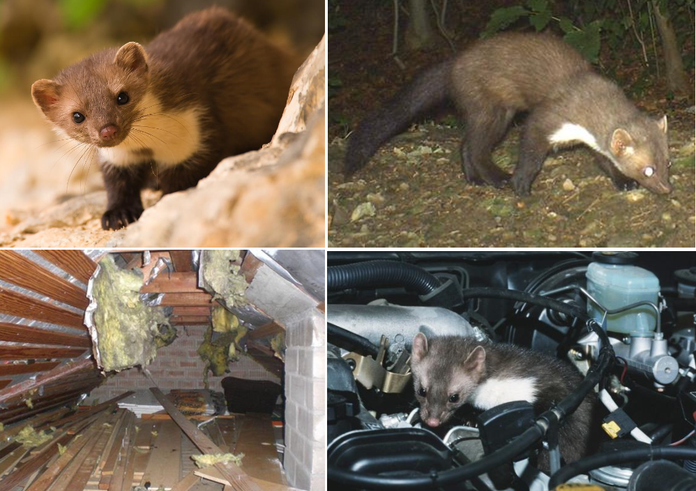 <ul><li><p>Generalistischer und opportunistischer Fleischfresser, zu seiner Beute gehören Mäuse, Vögel, Amphibien, Insekten aber auch Eier, Früchte und Siedlungsabfälle</p></li><li><p>Einzelgänger, territorial, nachtaktiv</p></li><li><p>Paarungszeit: Juli- August, im April kommen 2-5 Junge zur Welt (Keimruhe) diese sind ab dem Sommer selbständig</p></li><li><p>ganze CH</p></li></ul><p></p>