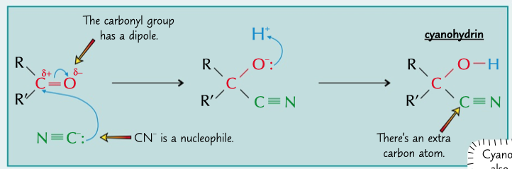 <ul><li><p>CN- attacks partially possible C and donates 2e to the O</p></li><li><p>H+ from HCH or water bonds to the other O forming OH</p></li><li><p>this creates cyanohydrin</p></li></ul>