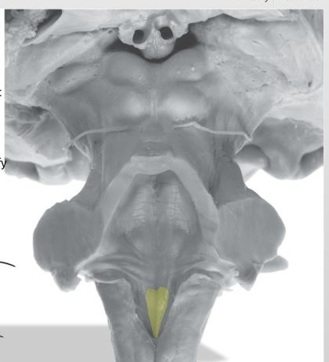 <p>hypoglossal trigone</p>