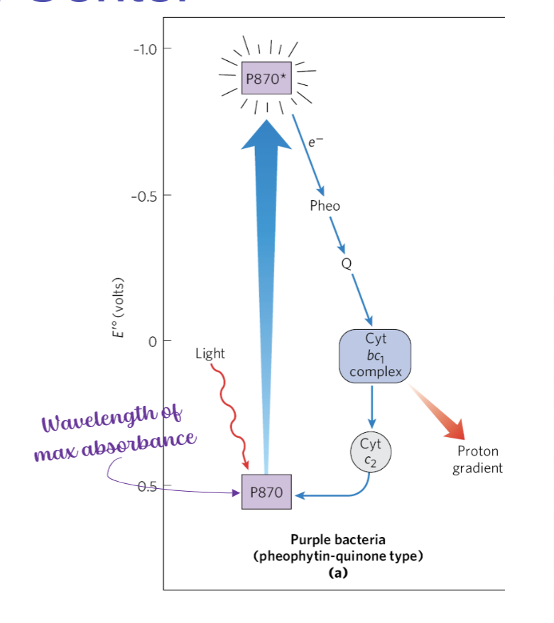 * Type II: Contains a single P870 reaction center, a cytochrome bc1 electron-transfer complex, and an ATP synthase
  * In purple bacteria
  * Electrons pass through pheophytin (chlorophyll alpha lacking its central Mg2+), quinone, and the cytochrome bc1 complex. 
* Transfer: Light-driven cycle that provides the energy for proton pumping by the cytochrome bc1 complex