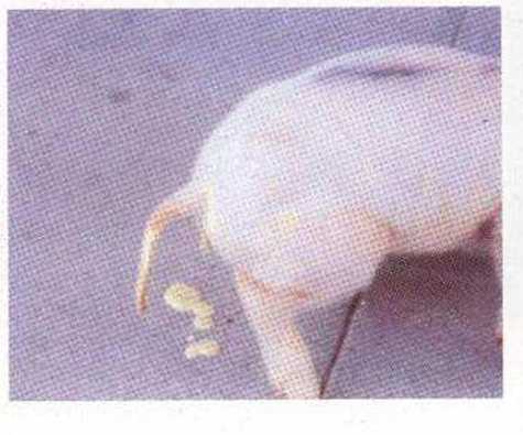 <p>?</p>