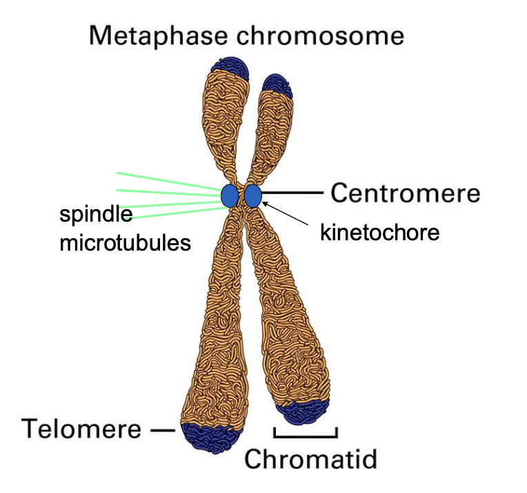 <ul><li><p>kinetochore</p><ul><li><p>a multi-protein complex that assembles on the centromere of each sister chromatid</p></li></ul><p></p></li><li><p>spindle microtubule</p><ul><li><p><span>fibers that extend from the spindle poles and attach to the kinetochores. The microtubules are responsible for pulling the sister chromatids apart during anaphase, after the metaphase is complete</span></p></li></ul></li></ul><p></p>