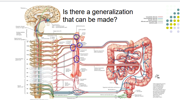 <p>The digestive system and other abdominal organs are innervated by autonomic nerve fibers from both the sympathetic and parasympathetic nervous systems</p><ul><li><p>Nerve fibers travel along blood vessels to reach their target organs</p></li></ul><p></p>