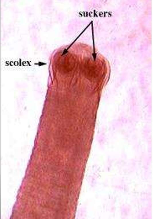 <p>Moniezia expansa</p><p></p>