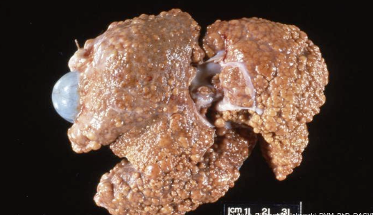 <p>what does the image show?</p>