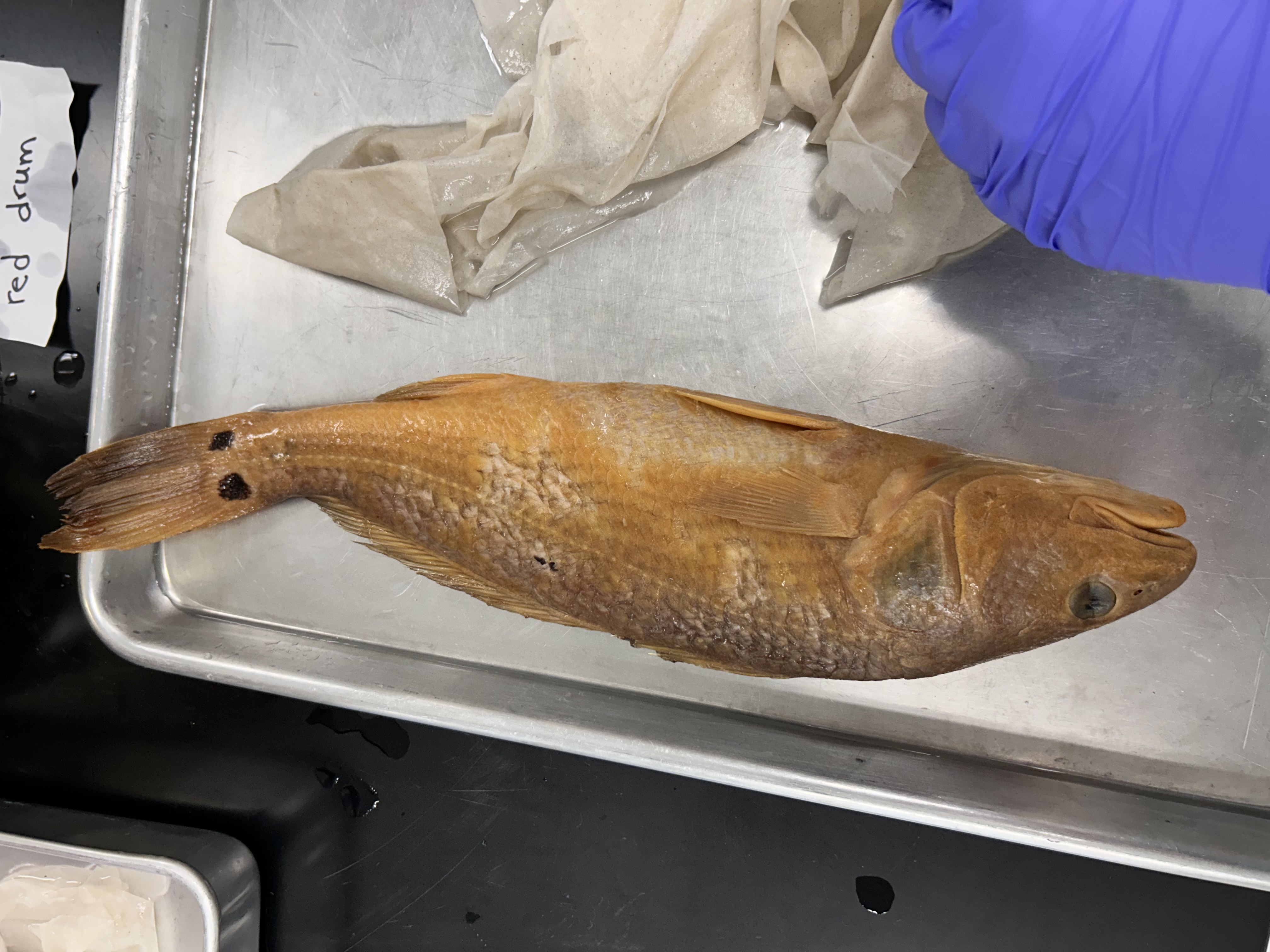 <p>red drum</p>