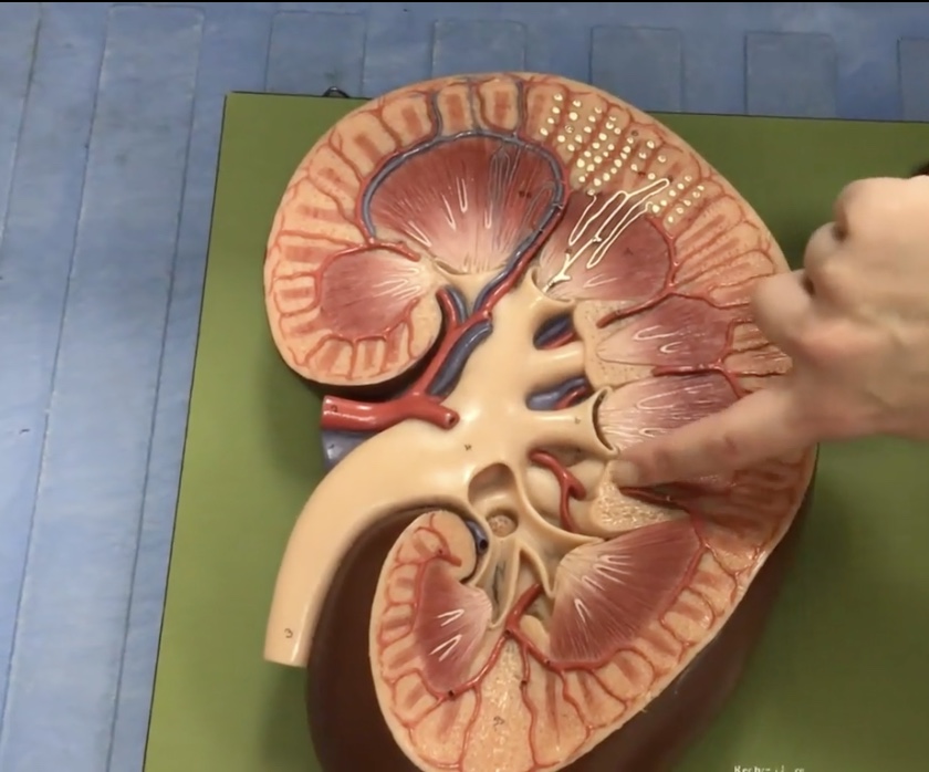 <p>Description: Extensions of cortex between renal pyramids</p><p>Function: Divides the medulla into renal pyramids and contains interlobar arteries</p>