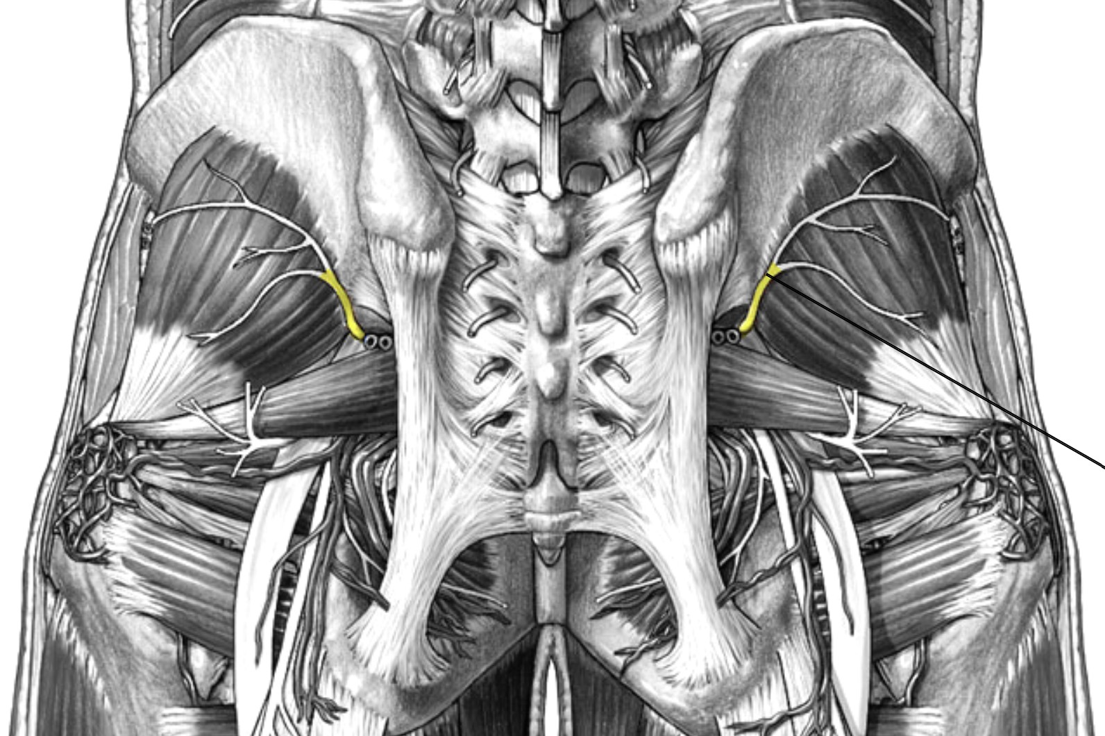 <p>Which nerve of the sacral plexus is:</p><ul><li><p>Passes through the greater sciatic foramen, superior to the piriformis</p></li><li><p>Runs between the gluteus medius and gluteus minimus</p></li></ul><p></p>
