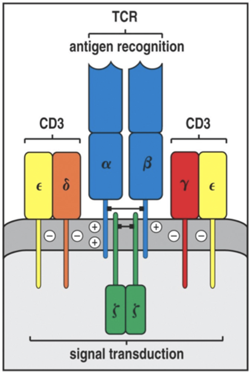 <p>composed of 8 polypeptides</p><p>2 CD3 one with gamma and one with a delta both having an epsilon</p><p>there are two copies of zeta chain (homodimer)</p><p>these invarint polypeptides are necessary for the transduction of signals to the cells interior after the TCR has bound antigen</p><p>if any of these proteins arent expressed the a and the b chains do not leave the ER</p>