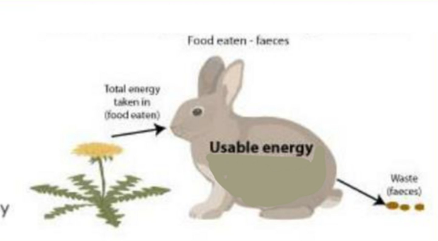 <p>Total amount of energy acquired by consumers (like animals); energy in food eaten, minus the energy in feces/waste</p>