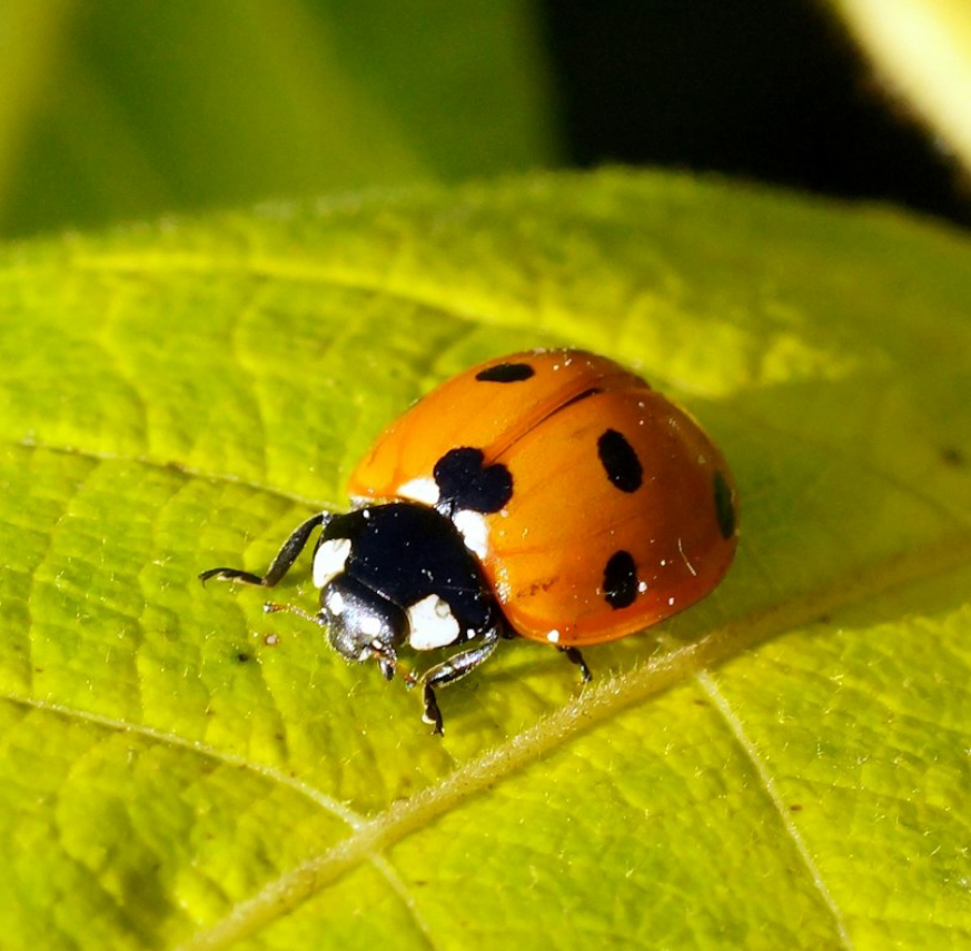 <p>Lady Bug</p>