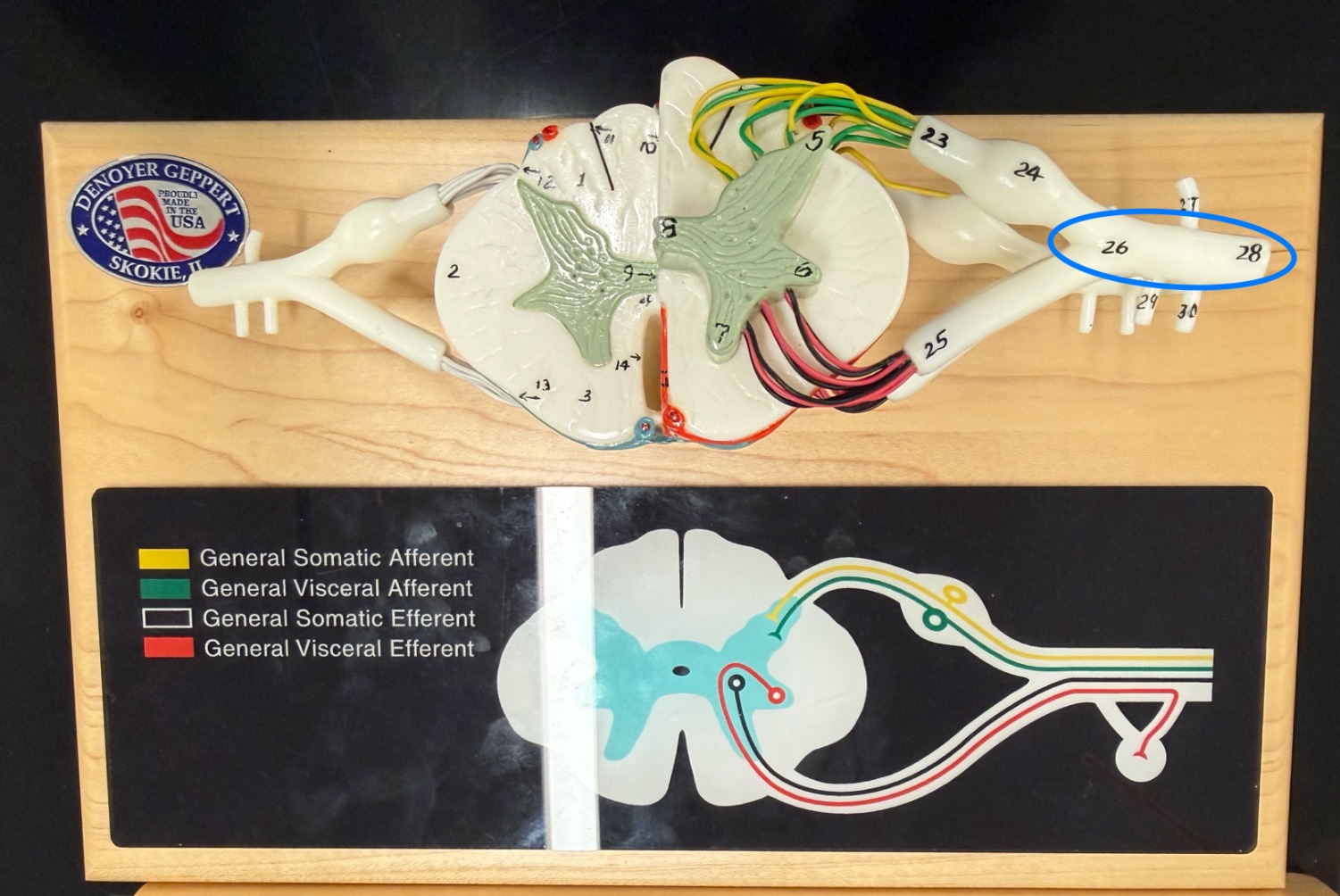 <p>Name what is pointed at on the spinal cord model</p>