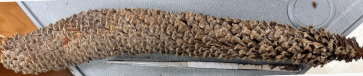 <p>What genus does this pollen strobili belong to?</p>