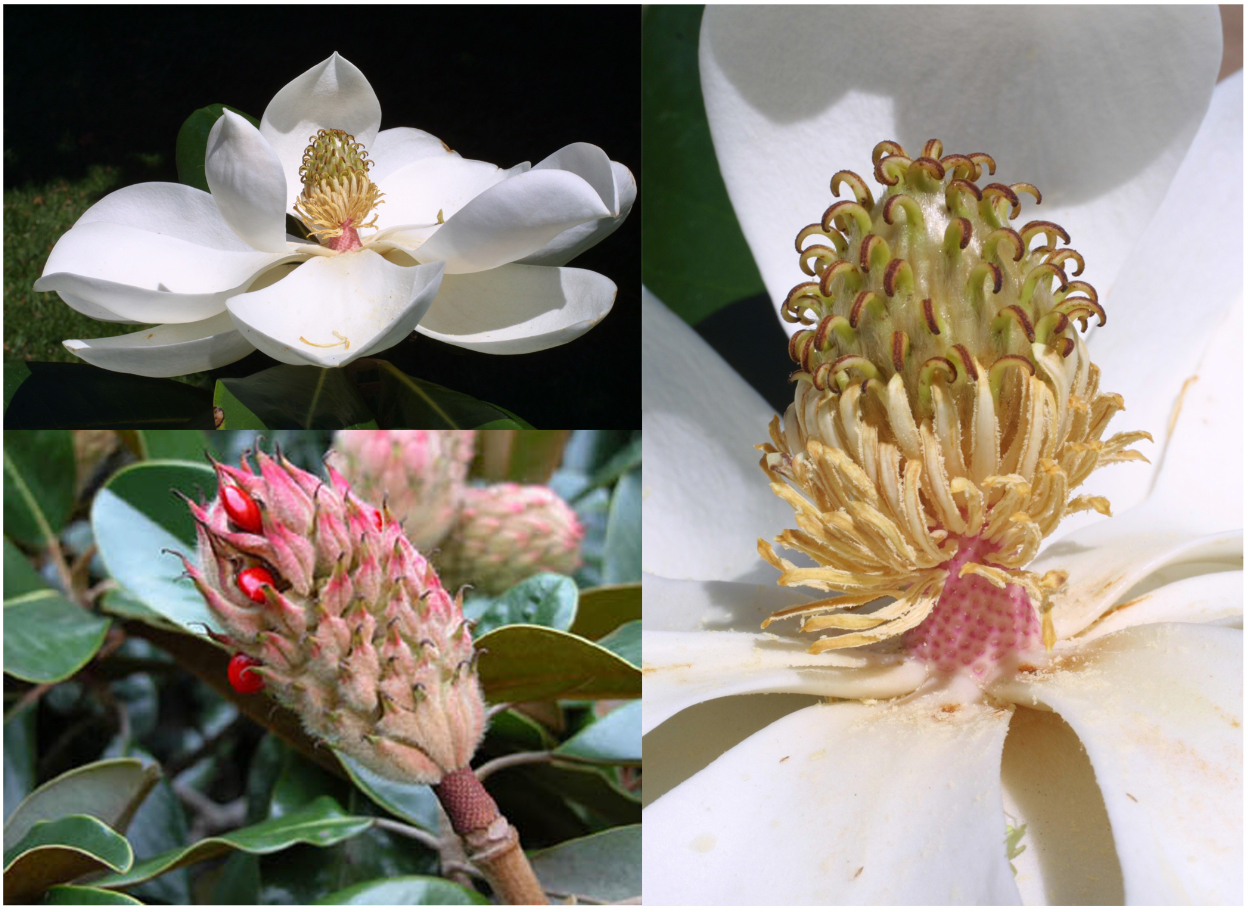 <p>Pmany Amany G_many (tepals, laminar stamens, follicles on long receptacle)</p>