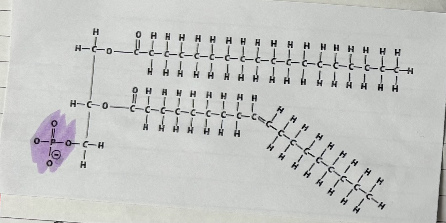 <p>A glycerol molecule has two fatty acids and a phosphate group bonded to it . Most of them have an even carbon number and at least one doubly bonded carbon .</p><p></p>