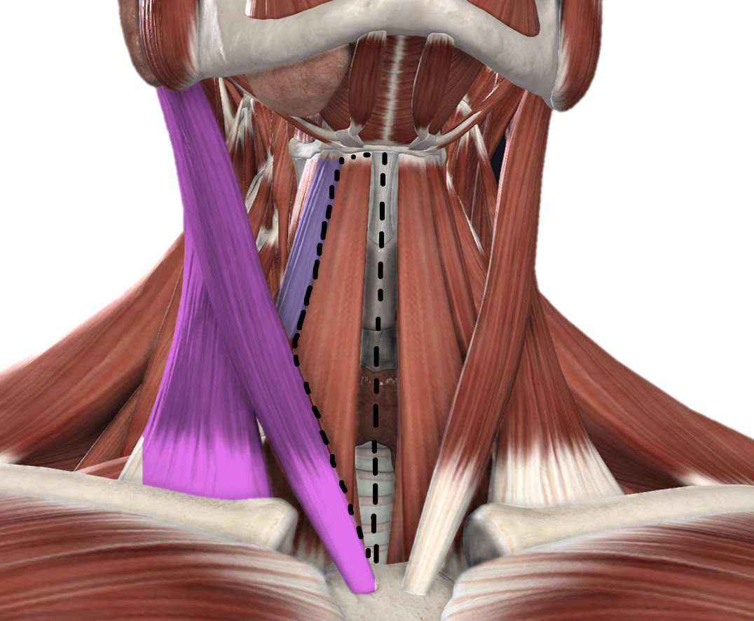 <p>Borders and content of the Anterior Triangle - Muscular Triangle</p>