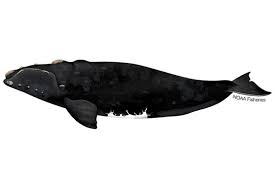 <p>Southern right whale</p>