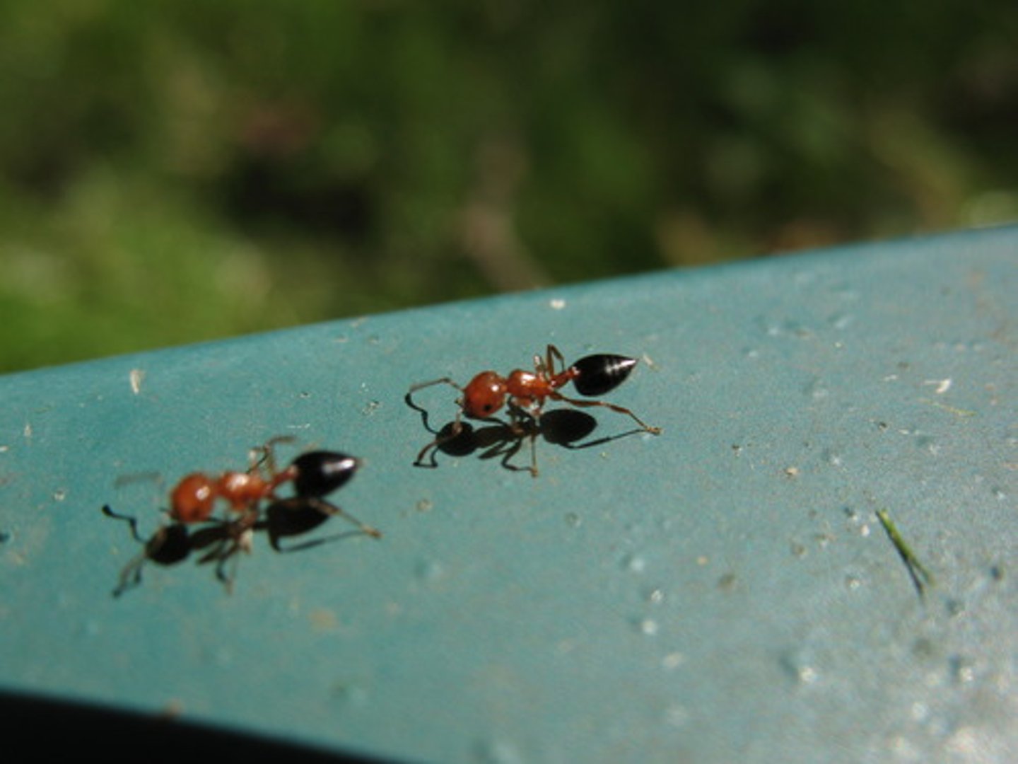 <p>Experiment performed by Dr. S and his colleague</p><p>----------------</p><p>WHAT WAS THE PURPOSE?</p><p>- observed the spread of fire ants on spring island Beaufort County (span of 2 years)</p><p>----------------</p><p>RESULTS:</p><p>- observed nearly 1,300 individual invertebrates</p><p>- 20 genera from all four classes of terrestrial vertebrates</p><p>- carpenter ants were the dominant native ants</p>