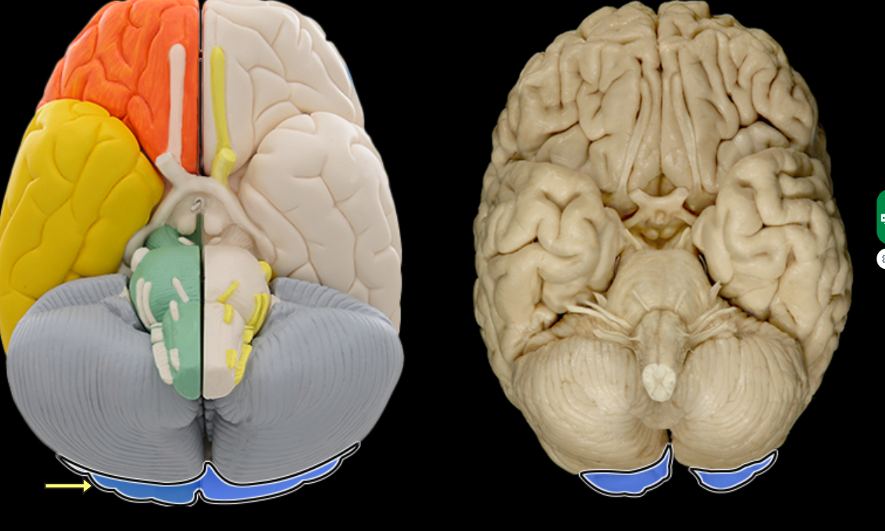 <p>Occipital lobe</p>