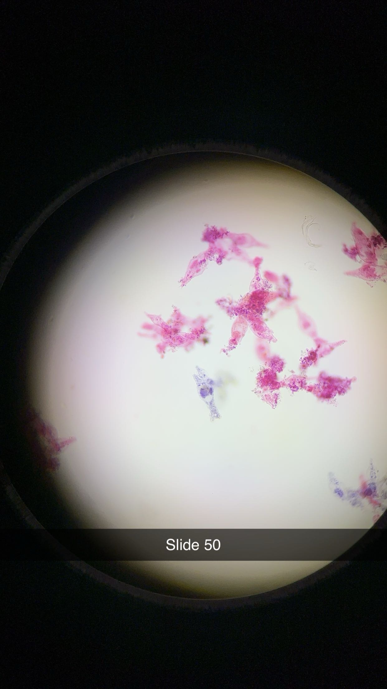 <p>genus, phylum</p>