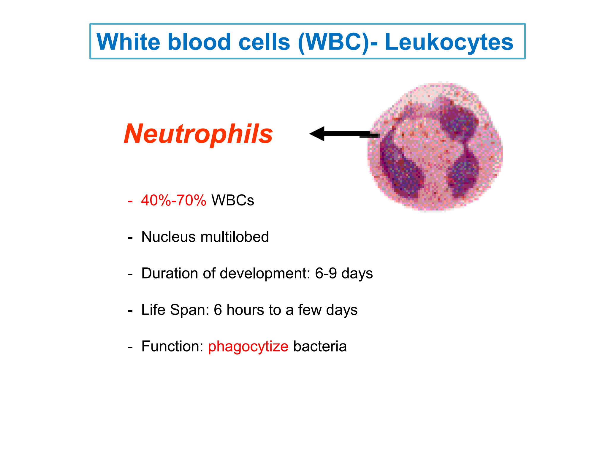 <p>Neutrophils</p>