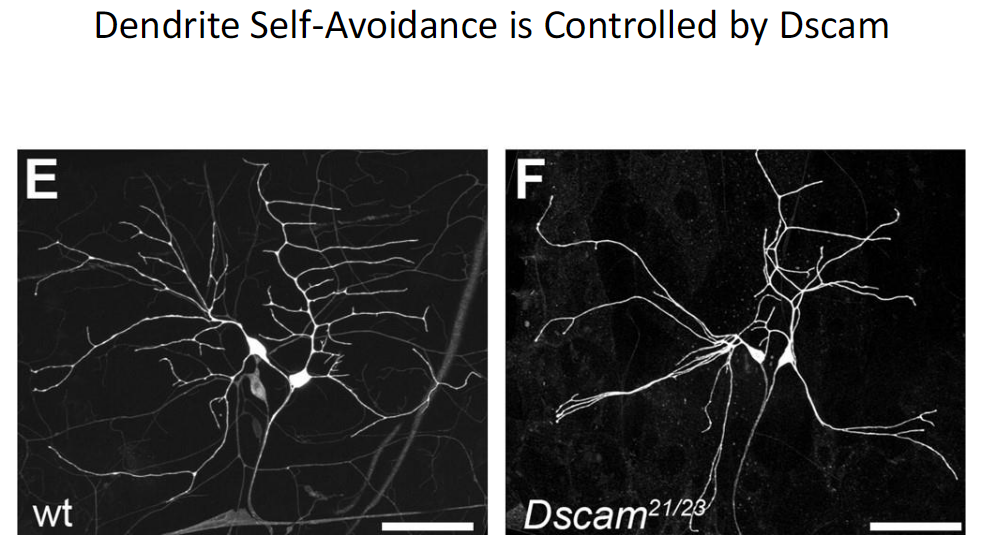 <p><strong>Function</strong><br> Dscam controls dendrite self-avoidance<br> Ensures that branches from the same neuron do not overlap</p>