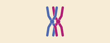 <p>pair of homologous chromosomes(4 chromatids)that forms during prophase I</p>