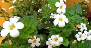 <p>A low, trailing plant with small, delicate leaves and starry white flowers forming a soft groundcover</p>