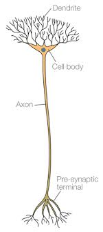 <p>Name the neurone shown</p>