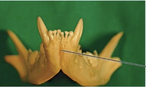 <p>Choana</p><p>Turbinates</p><p>Mandibular Symphasis</p><p>Nasal Septum</p>