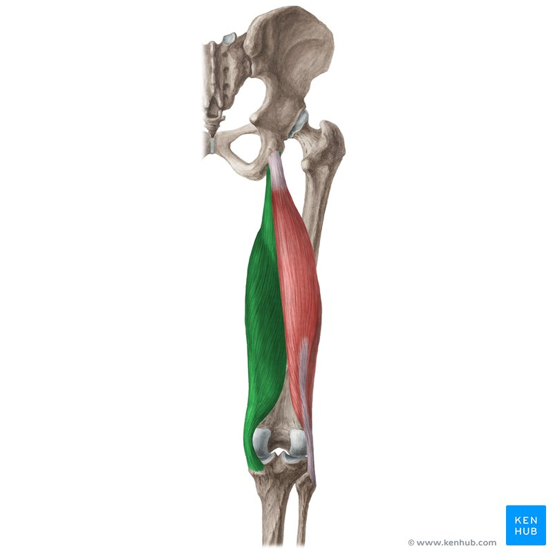 <p>extends the thigh, flexes the knee, and rotates the leg medially</p>