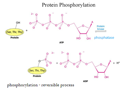 the major mechanism for intracellular signal transduction
- involves transfer of gamma-phosphate groups from ATP to AA sidechains of serine, threonine, and tyrosine in proteins

does not necessarily mean activation; not permanent 