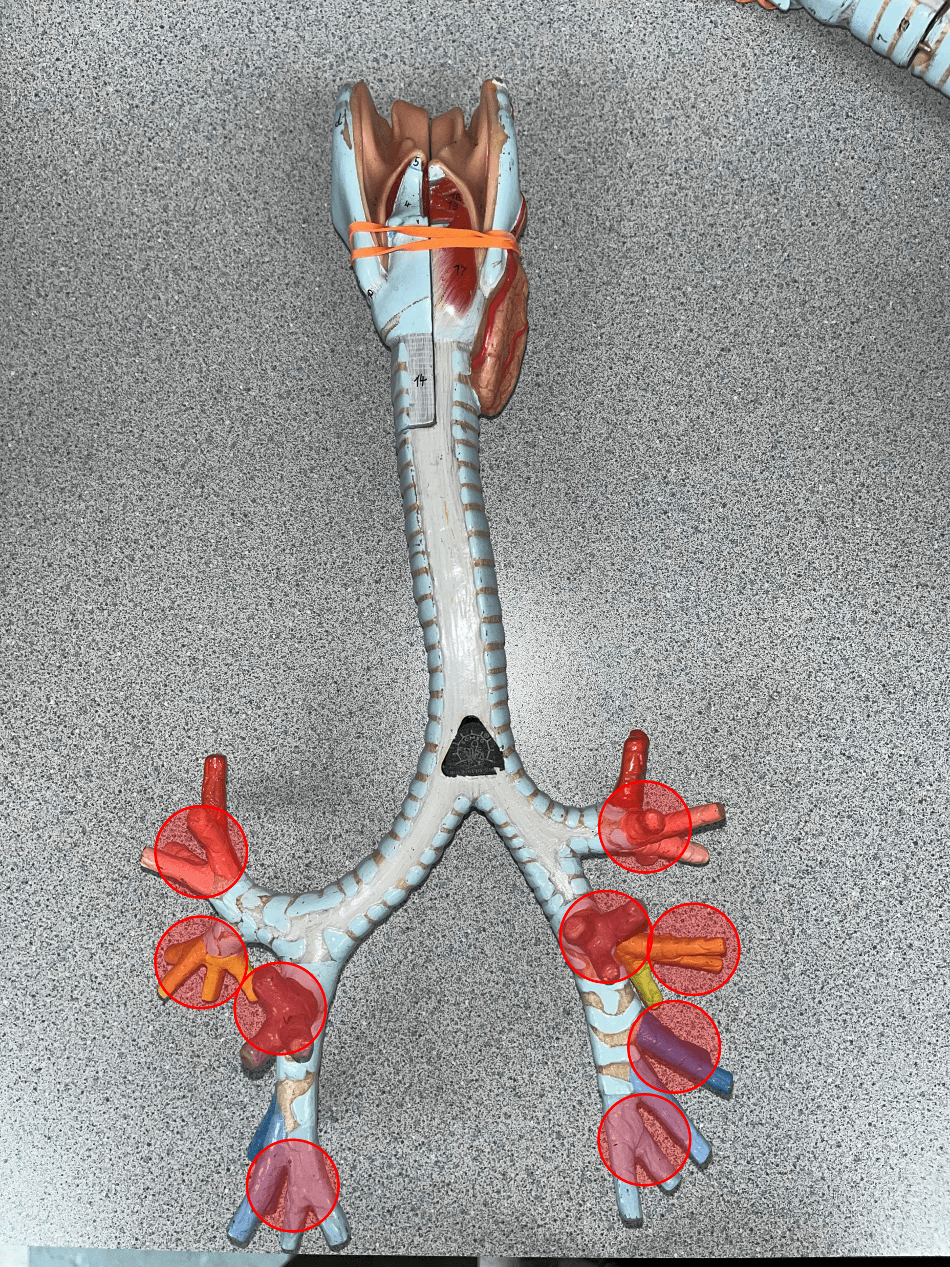 • Smaller branches of a secondary bronchus.

• Supplies bronchopulmonary segments of a lobe.

• Branches into bronchioles.

• Also known as segmental bronchi.