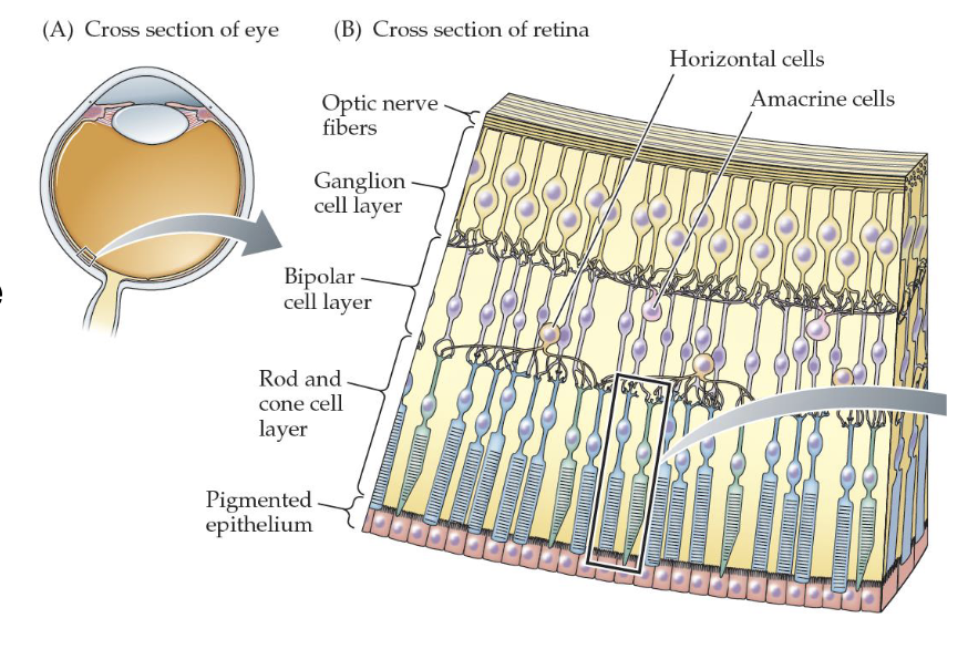 <p>Contact both the photoreceptors and bipolar cells creating<strong> lateral connections</strong></p><ul><li><p>Also form the middle layer, involves many different photoreceptors </p></li></ul><p></p>