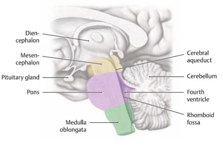 <p>what is the function of the midbrain (brainstem)?</p>