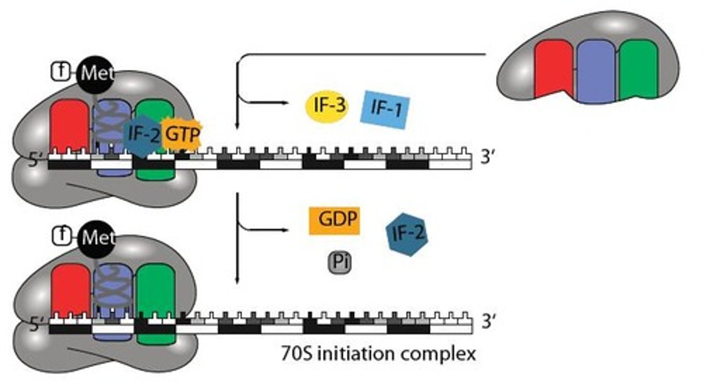 <p>Guanosine triphosphate, a molecule that provides energy for translation.</p>