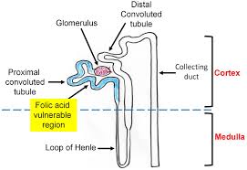 <p><span><span>fine-tunes electrolyte/water balance (more "optional" reabsorption) under hormones like aldosterone</span></span></p>