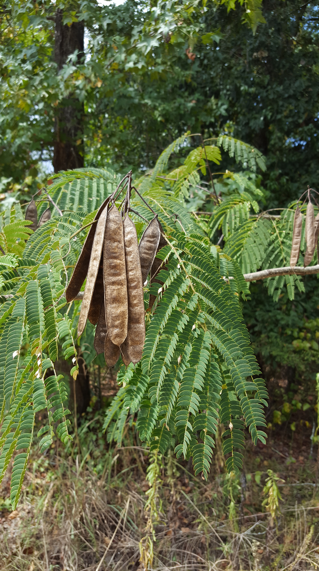 <p>silk tree</p>