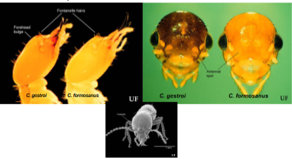 <p>Coptotermes formosanus and coptotermes gastroi</p>