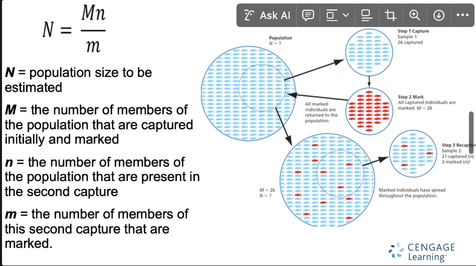 <p>What is the capture-mark-recapture formula?</p>