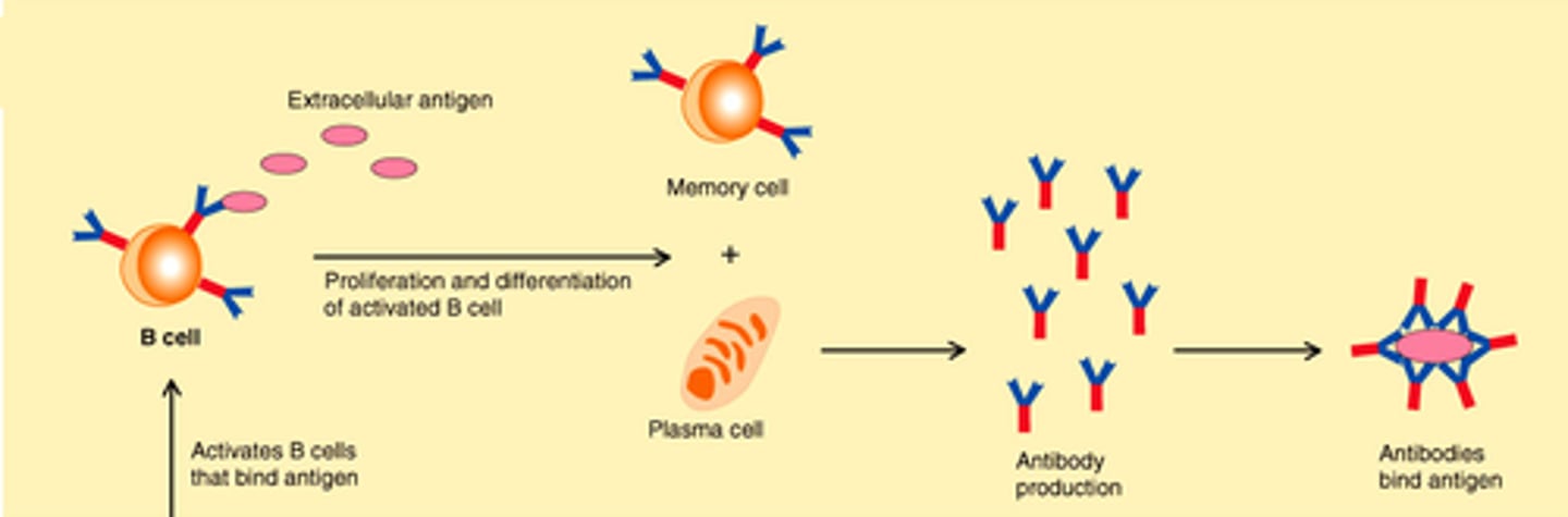 <p>A type of effector B cells, they produce antibodies</p>