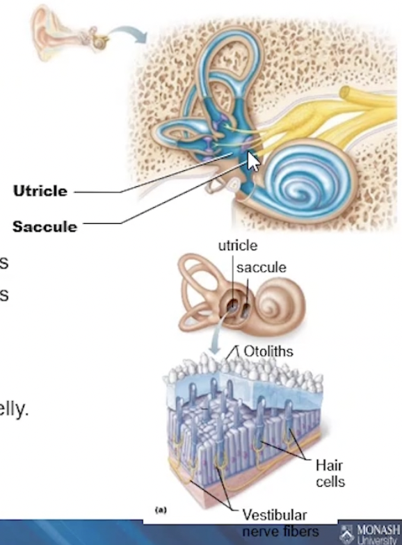 <p>2 membranous sacs, containing equilibrium receptors </p><p>→ embedded in jelly-like substance </p><p>→ Ear stones (called <u>otoliths</u>) embedded into the jelly</p><ul><li><p>Saccules: continuous with the cochlear duct = static</p></li><li><p>Utricles: continuous with the semicircular canals = dynamic</p></li></ul><p></p>