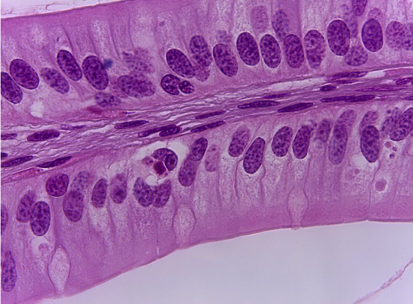 <p>What type of tissue is presented on the slide?</p>